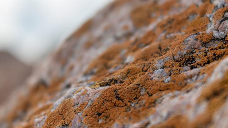 Tek çözümü koklamak Nemin kaynağını bulmazsanız evi terk edin