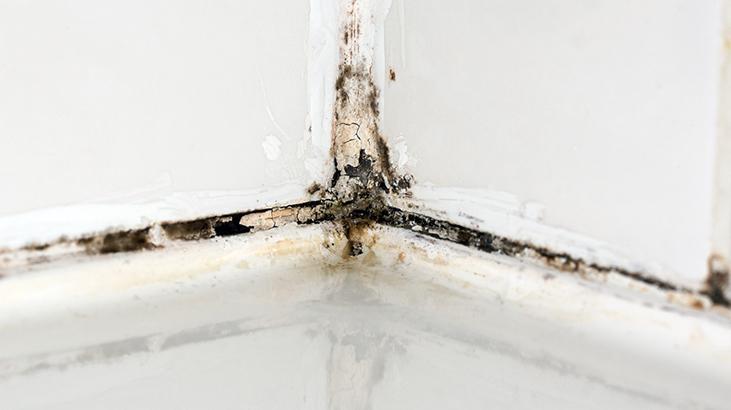 Tek çözümü koklamak Nemin kaynağını bulmazsanız evi terk edin