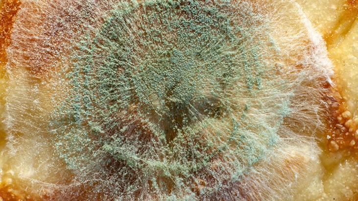 Tek çözümü koklamak Nemin kaynağını bulmazsanız evi terk edin