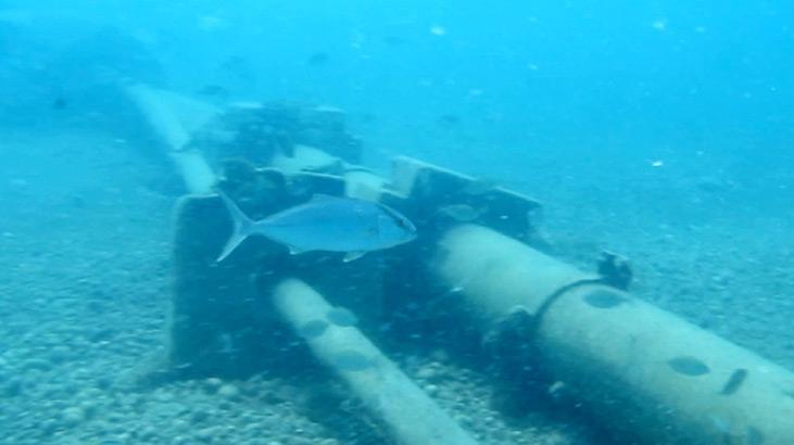 İstilacı tür endişesi