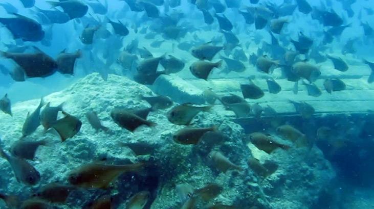 İstilacı tür endişesi