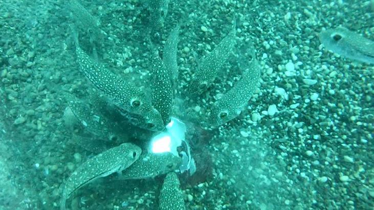 İstilacı tür endişesi