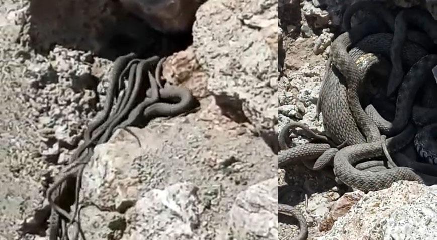 Yer: Hakkari Sürü halinde metrelerce uzunlukta yılanlar köy halkını korkuttu