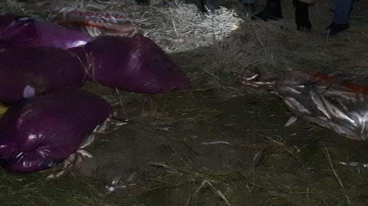 Vanda ekiplerin inci kefali nöbeti