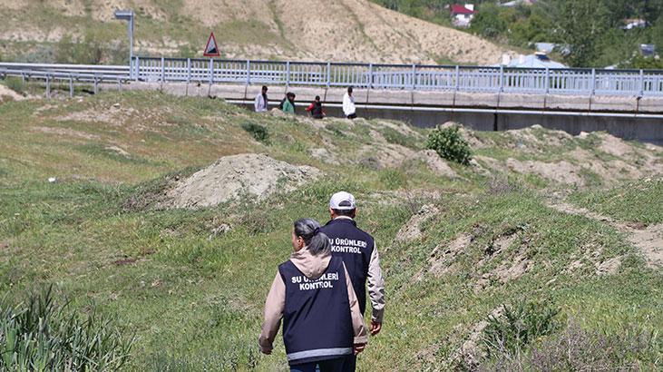 Vanda ekiplerin inci kefali nöbeti