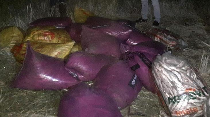 Vanda ekiplerin inci kefali nöbeti