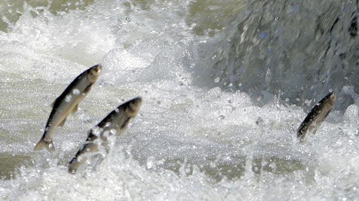 Vanda ekiplerin inci kefali nöbeti