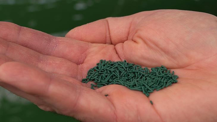 Süper gıdanın faydaları saymakla bitmiyor Her derde deva spirulina mucizesi