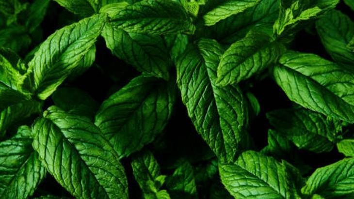 RADYASYONUN İLACI NANE