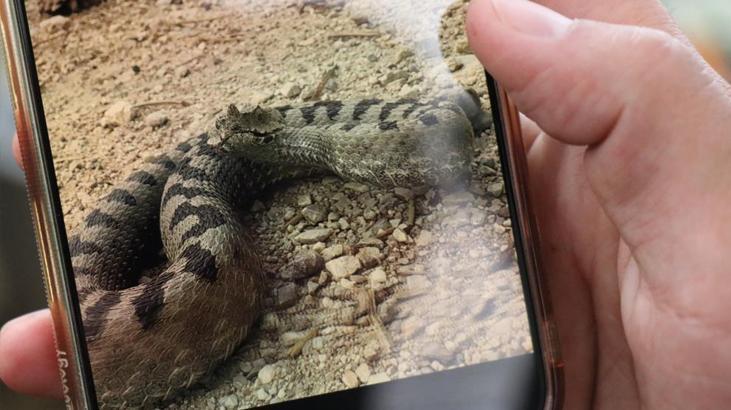 Boluda görüldü Dünyanın en zehirlisi Isırdığında öldürüyor Boluda görüldü Dünyanın en zehirlisi Isırdığında öldürüyor