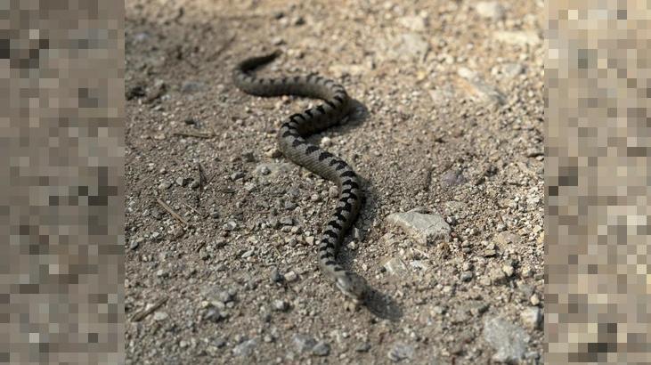 “Isırırsa ölme ihtimaliniz çok yüksek” “Isırırsa ölme ihtimaliniz çok yüksek”