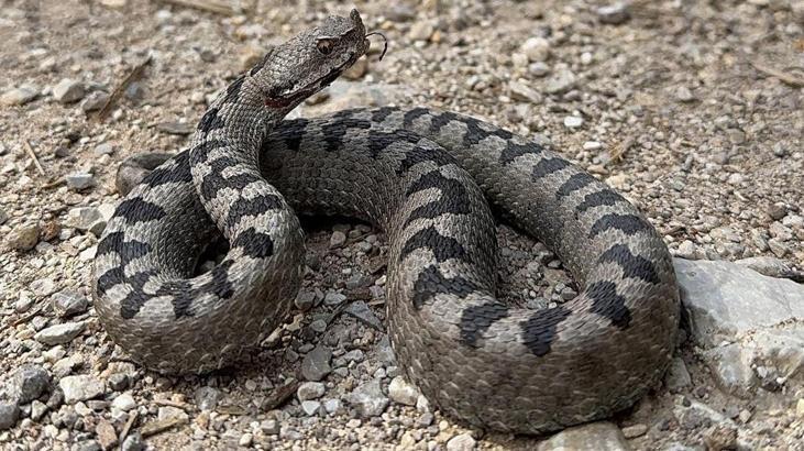 Boluda görüldü Dünyanın en zehirlisi Isırdığında öldürüyor Boluda görüldü Dünyanın en zehirlisi Isırdığında öldürüyor