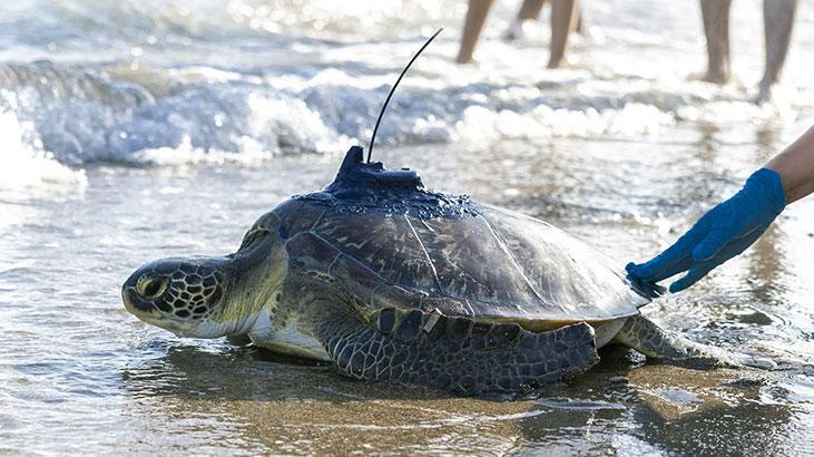 Kızkalesi ve Mersin Üniversitesi denizle buluştu
