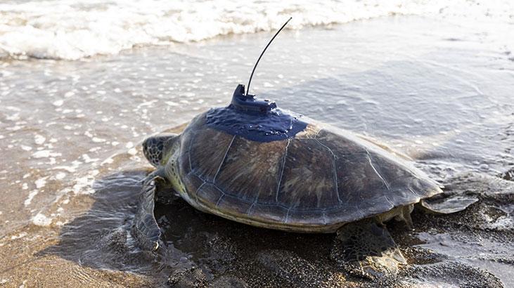 Kızkalesi ve Mersin Üniversitesi denizle buluştu