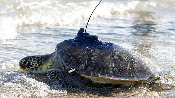 Kızkalesi ve Mersin Üniversitesi denizle buluştu