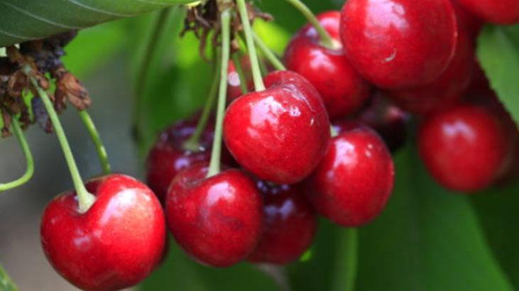 Kiraz saplarını sakın çöpe atmayın Doğalından kas gevşetici, adet söktürüyor