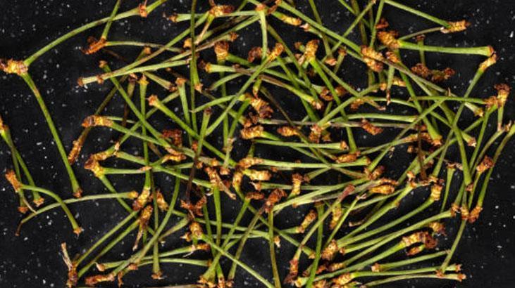 Kiraz saplarını sakın çöpe atmayın Doğalından kas gevşetici, adet söktürüyor