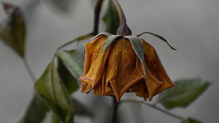 3ü birleşince açmayan çiçek kalmıyor 15 günde bir uygulanan mucize kür tarifi