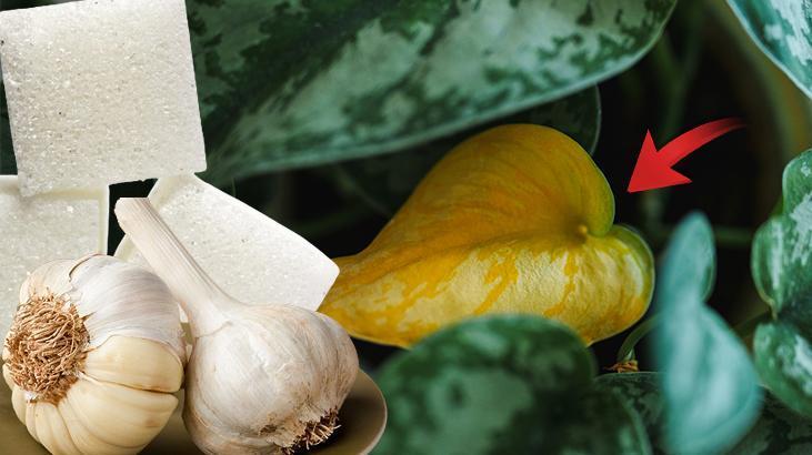 3ü birleşince açmayan çiçek kalmıyor 15 günde bir uygulanan mucize kür tarifi