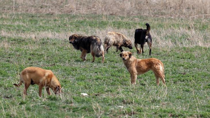 Sokak hayvanları düzenlemesi Meclis’te: ‘Saldırgan’ köpeklere  ötenazi!