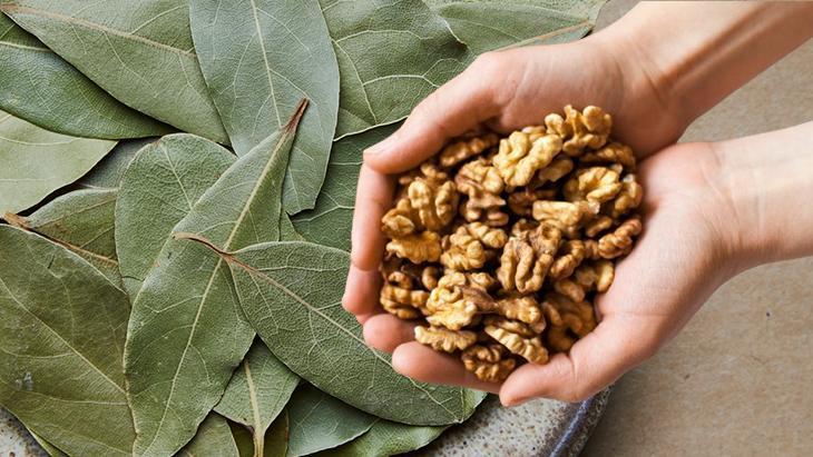 CEVİZ KABUĞU VE DEFNE YAPRAĞI