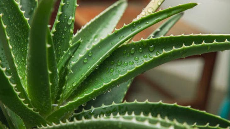 Tüm hücreleri onarıyor Suyu da jeli kadar etkiliymiş: Yüksek şekere, kabızlığa son