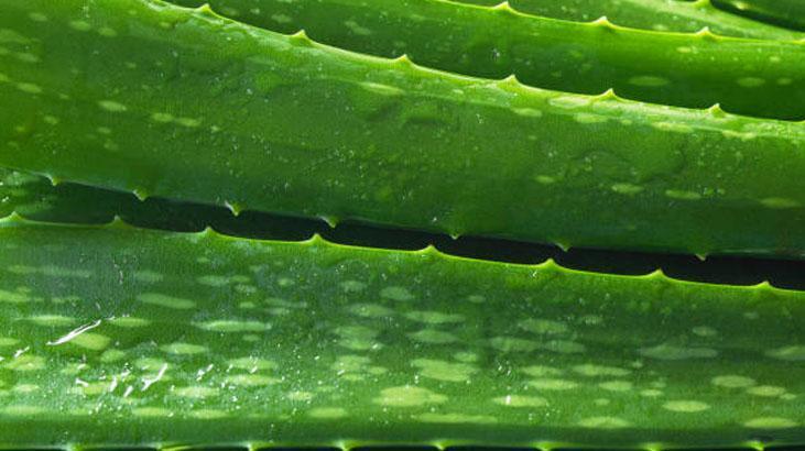 Sivilcelerle doğal savaş