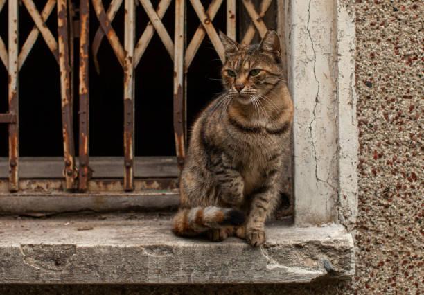 SOKAK HAYVANLARI YASASINDA SON NETLİK || Sokak Köpekleri Ve Sokak ...