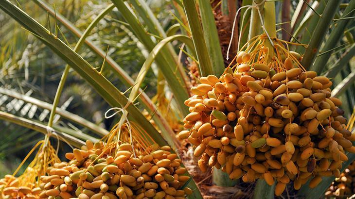 Kuranda şifası anlatılmış Her gün tüketildiğinde böbrekleri arındırıp kanı temizliyor, bağışıklığı güçlendiriyor