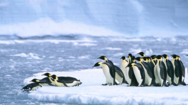 Antartika’nın kralları: İmparator penguenler Ailenin en büyükleri
