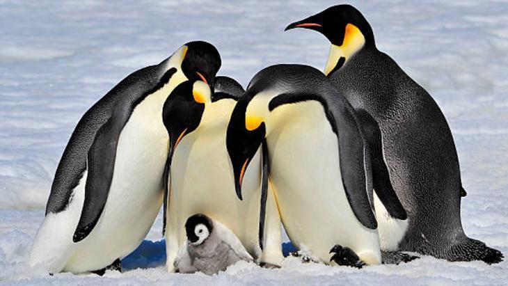 SIRA DIŞI GÖRÜNÜŞLERİ İLE İMPARATOR PENGUENLER