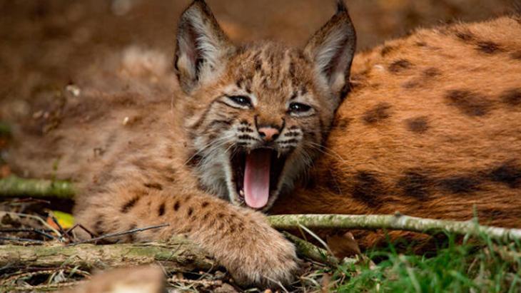 ANADOLU’NUN SESSİZ AVCISI