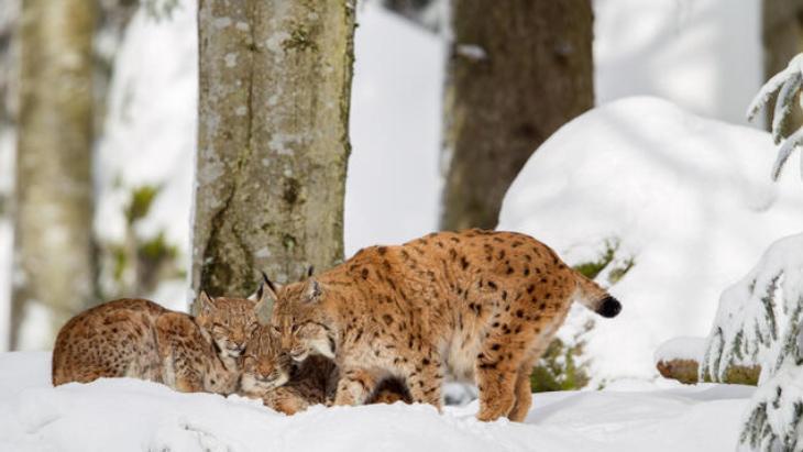 VAŞAKLARI NASIL TANIYABİLİRİZ