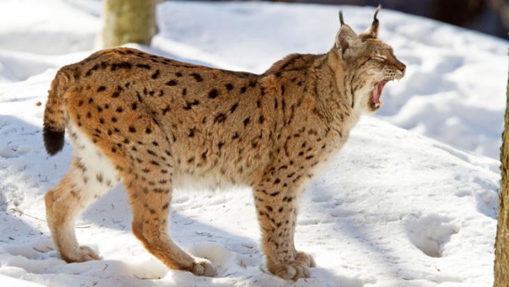 VAŞAKLARIN İLGİNÇ ÖZELLİKLERİ NEDİR