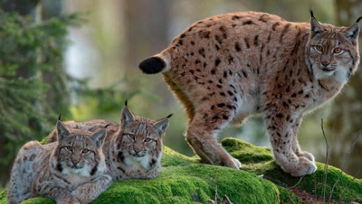 VAŞAKLAR NASIL BESLENİR