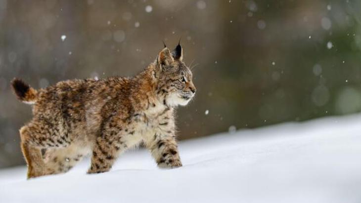 Ormanların en sessizi: Vaşaklar Karda izini belli etmiyorlar