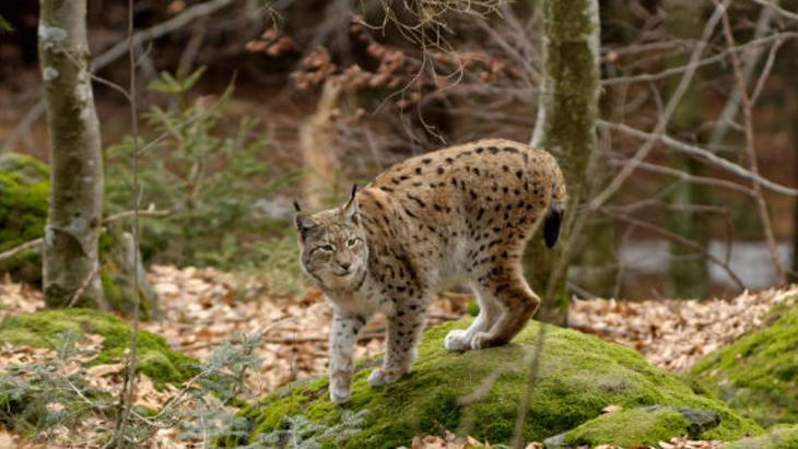 KEDİLER GİBİ MİYAVLARLAR