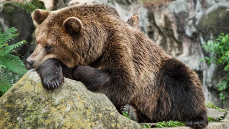 Bazı hayvanlar neden kış boyunca sürekli uyuyor