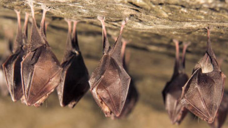 Bazı hayvanlar neden kış boyunca sürekli uyuyor