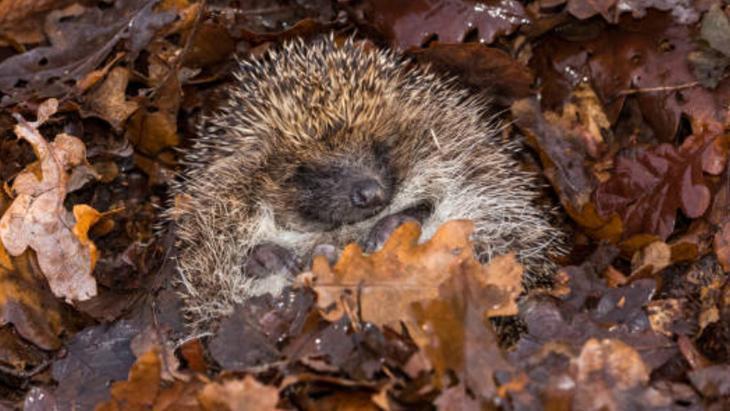 Bazı hayvanlar neden kış boyunca sürekli uyuyor