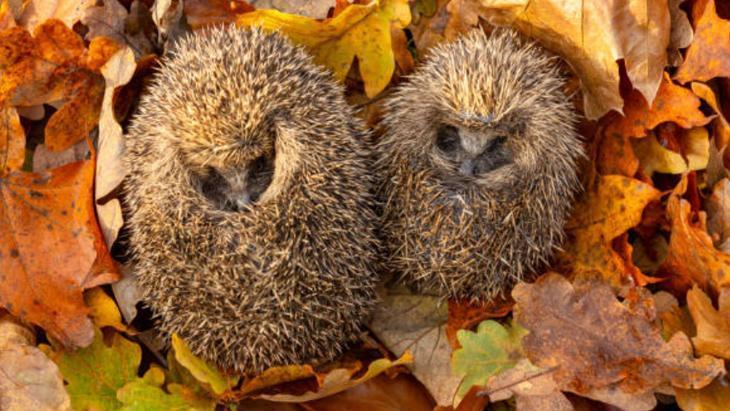 Bazı hayvanlar neden kış boyunca sürekli uyuyor