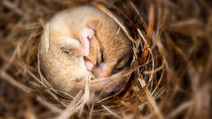 KIŞ UYKUSUNA YATAN EN BİLİNEN HAYVANLAR