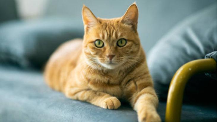 Kabartma tozu serpin Kabartma tozu serpin