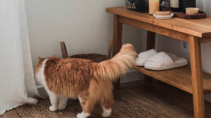 Eve sinen kedi kokusu 5 dakikada yok olacak Hiç rahatsız etmiyor, mis gibi doğal Eve sinen kedi kokusu 5 dakikada yok olacak Hiç rahatsız etmiyor, mis gibi doğal