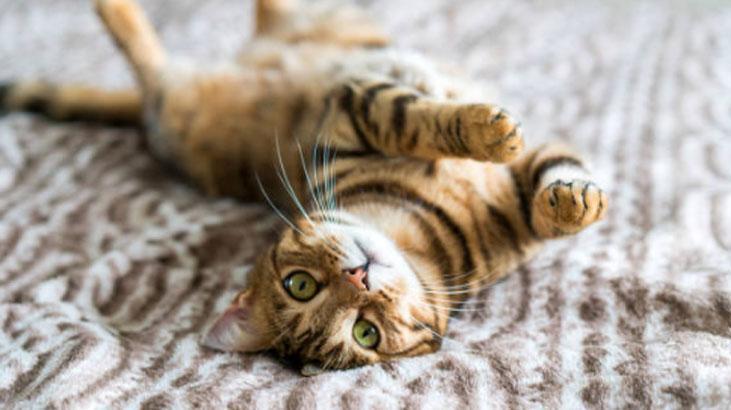 Esansiyel yağlar Esansiyel yağlar