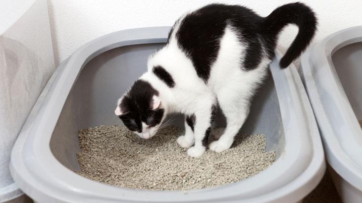 Eve sinen kedi kokusu 5 dakikada yok olacak Hiç rahatsız etmiyor, mis gibi doğal Eve sinen kedi kokusu 5 dakikada yok olacak Hiç rahatsız etmiyor, mis gibi doğal