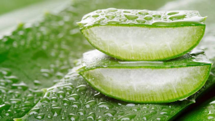 FERAHLATICI KREM: ALOE VERA VE NANE YAĞI FERAHLATICI KREM: ALOE VERA VE NANE YAĞI