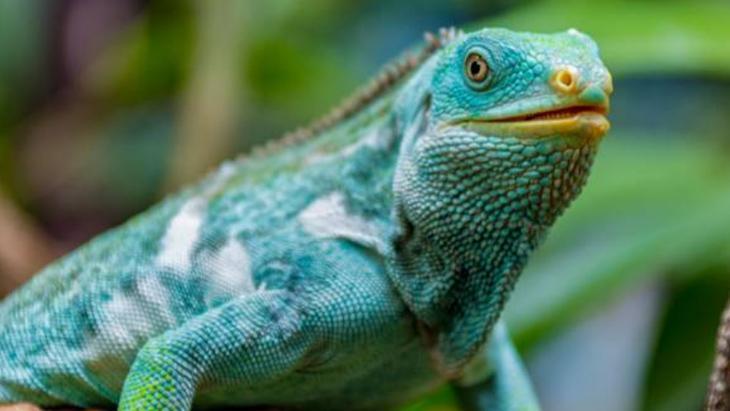Dünyadaki sürüngenlerin en büyüğü ve en ağırı: Mavi iguana