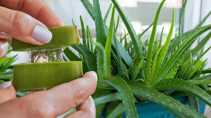 haarmaske mit aloe vera Aloe Vera Haarmaske mit Aloe Vera + Hyaluronsäure für lockiges Haar. – Veana