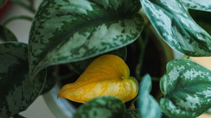 DOĞAL GÜBRELERİN ÇİÇEKLERİNİZ ÜZERİNDEKİ ETKİSİ DOĞAL GÜBRELERİN ÇİÇEKLERİNİZ ÜZERİNDEKİ ETKİSİ